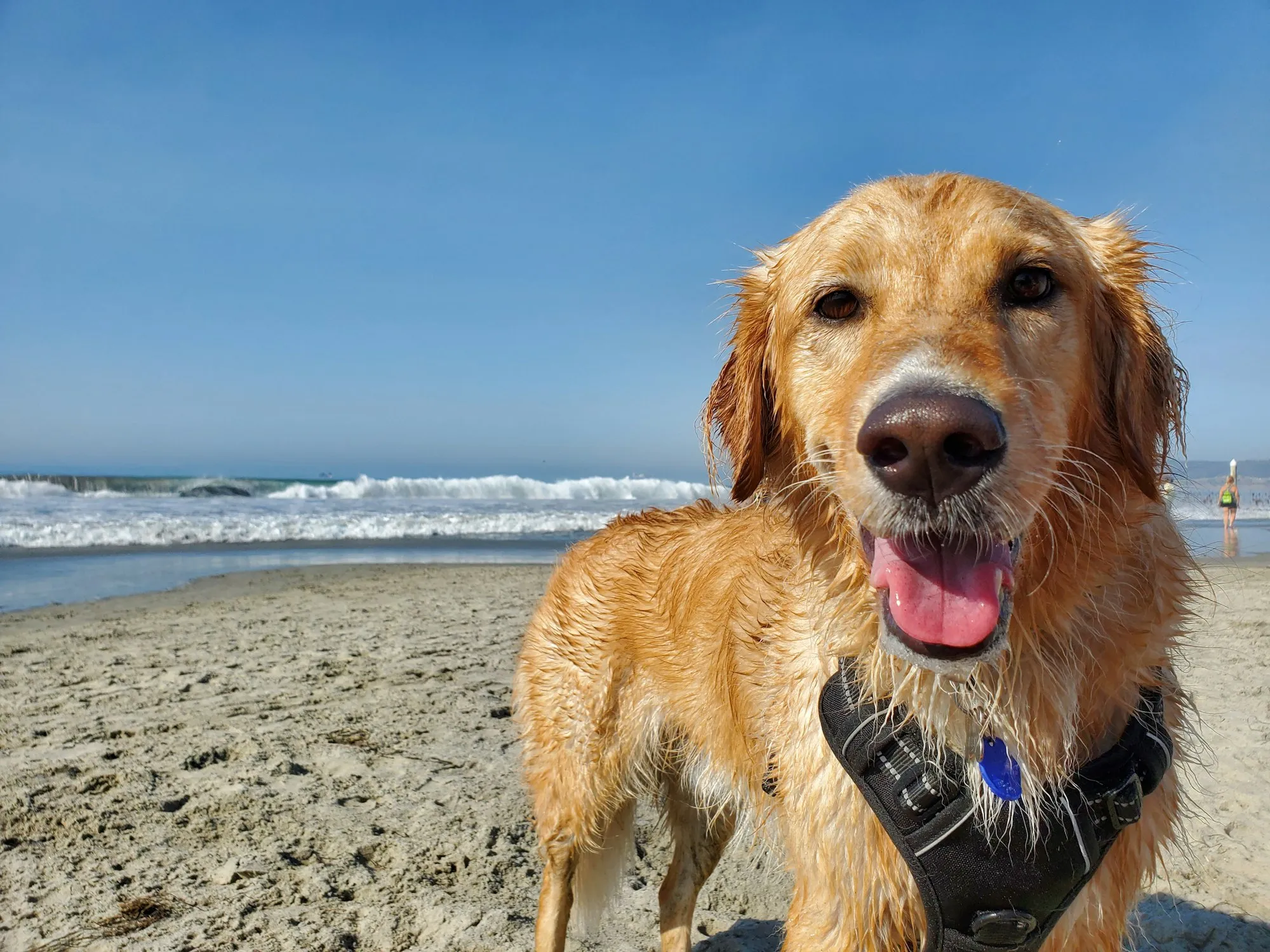 A happy golden retriever on the sand at the leash-free Dog Beach